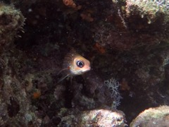 Duskey Squirrelfish (4